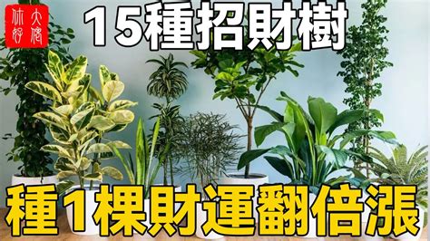 招財樹有哪些|招財樹有哪些？命理專家盤點8種好照顧又能帶來好風水的植物